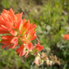 Castilleja affinis affinis