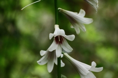 Cardiocrinum giganteum