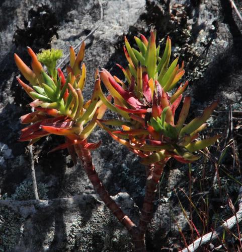 Crassula multiflora