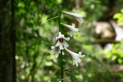 Cardiocrinum giganteum
