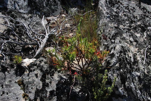Crassula multiflora