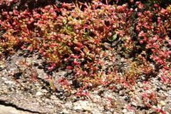 Crassula vaillantii