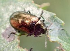 Phratora vitellinae