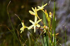Ixia paniculata
