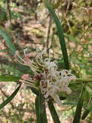 Grevillea linearifolia