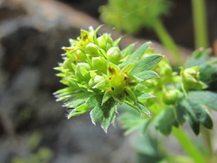 Alchemilla dura