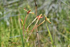 Ixia paniculata
