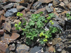 Alchemilla dura
