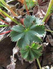 Alchemilla dura