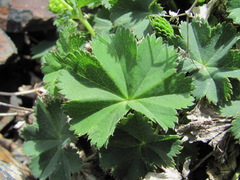 Alchemilla dura