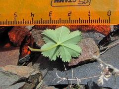 Alchemilla dura