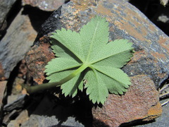 Alchemilla dura