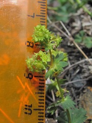 Alchemilla dura