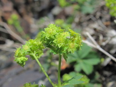Alchemilla dura