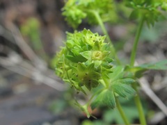 Alchemilla dura