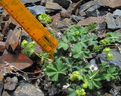 Alchemilla dura