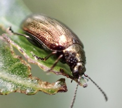 Phratora vitellinae