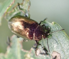 Phratora vitellinae