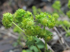 Alchemilla dura