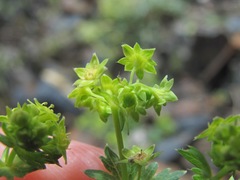 Alchemilla dura