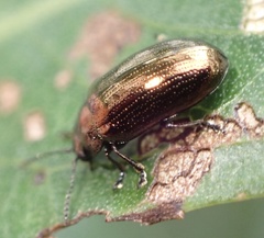 Phratora vitellinae