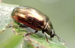 Phratora vitellinae