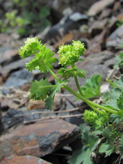 Alchemilla dura
