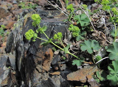 Alchemilla dura