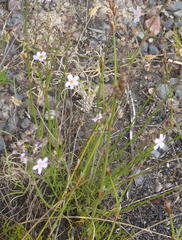 Chaenostoma subnudum