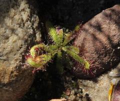 Drosera zeyheri