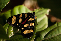Heraclia africana