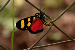 Heraclia africana