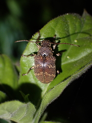Blapsilon irroratum