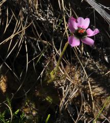 Drosera zeyheri