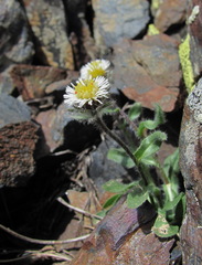 Erigeron uniflorus