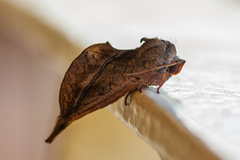 Pygaerinae