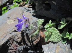 Nepeta supina