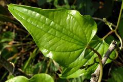 Dioscorea rupicola