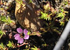 Drosera zeyheri