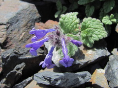 Nepeta supina