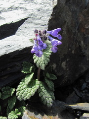 Nepeta supina