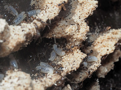 Lasius platythorax