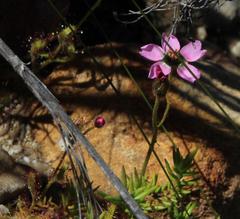 Drosera zeyheri