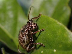 Blapsilon irroratum