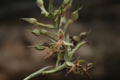 Habenaria stenopetala