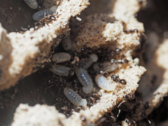 Lasius platythorax