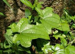 Dioscorea rupicola