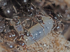Lasius platythorax