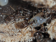 Lasius platythorax