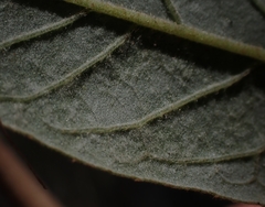 Pomaderris intermedia